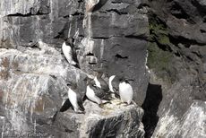 Trottellumme (2 von 2).jpg